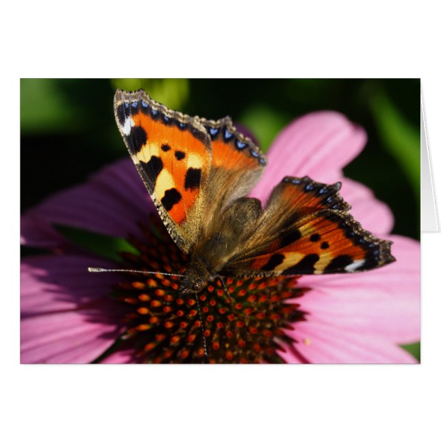 Aglais urticae hälsningskort (Framsidan Horizontal)