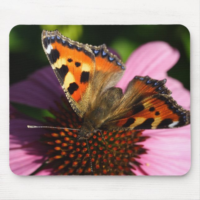 Aglais urticae musmatta (Framsidan)