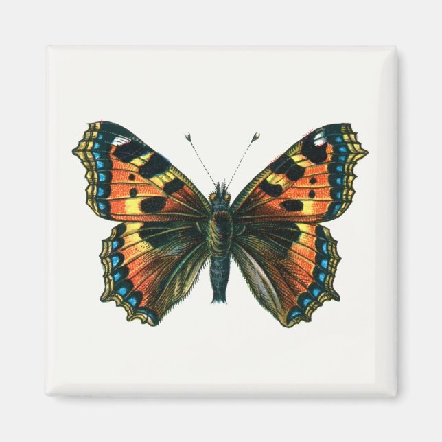 Aglais urticae - Small Tortoiseshell Butterfly Magnet (Framsidan)