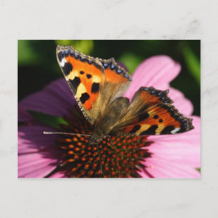 Aglais urticae vykort