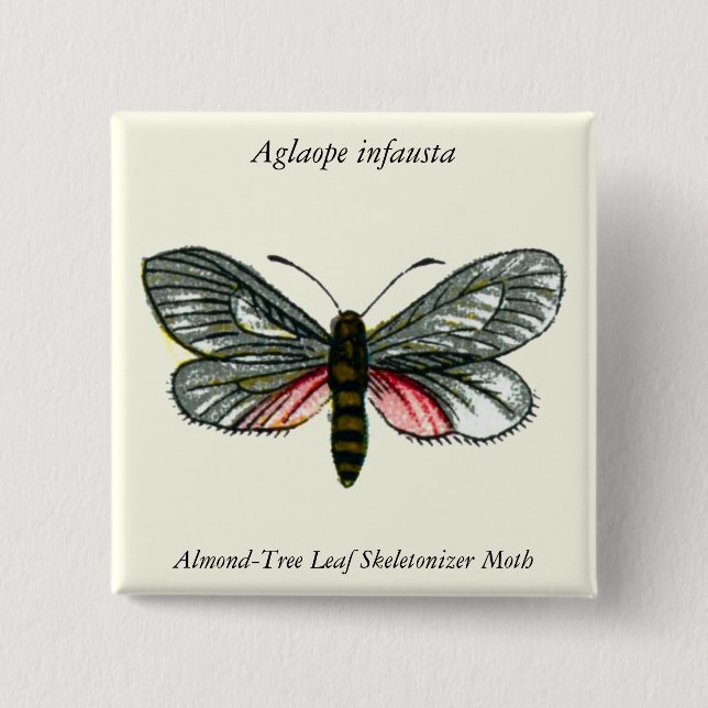 Aglaope infausta - Almond-Träd Löv Skeletonizer Knapp (Framsida)