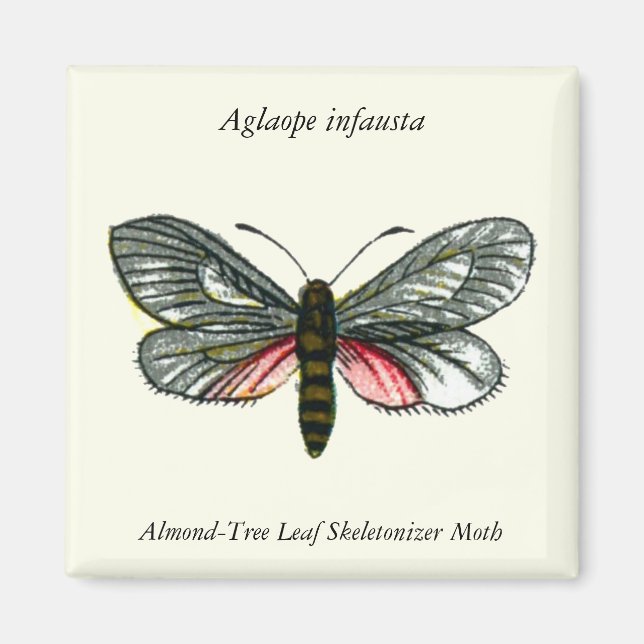 Aglaope infausta - Almond-Träd Löv Skeletonizer Magnet (Framsidan)