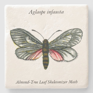 Aglaope infausta - Almond-Träd Löv Skeletonizer Stenunderlägg