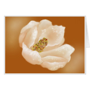 AGLOW MAGNOLIA OBS KORT