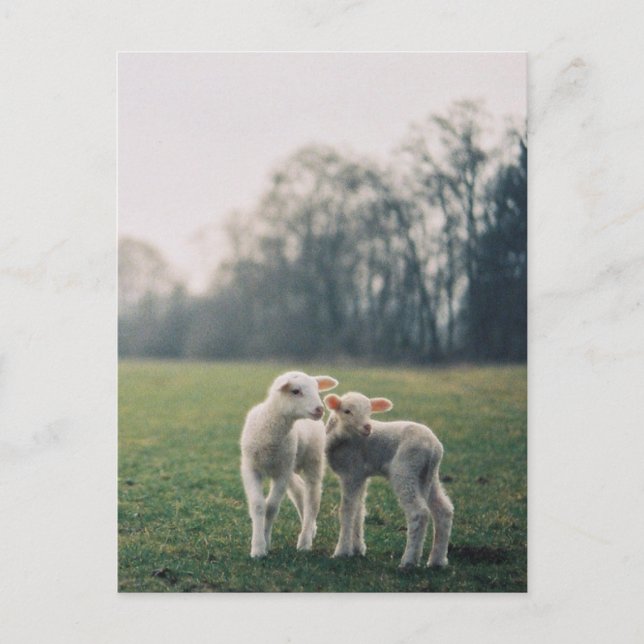 Agneaux Vykort (Framsida)