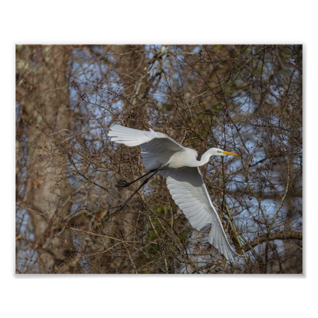 Agrandissements photo de la grande aigrette fototryck (Framsidan)