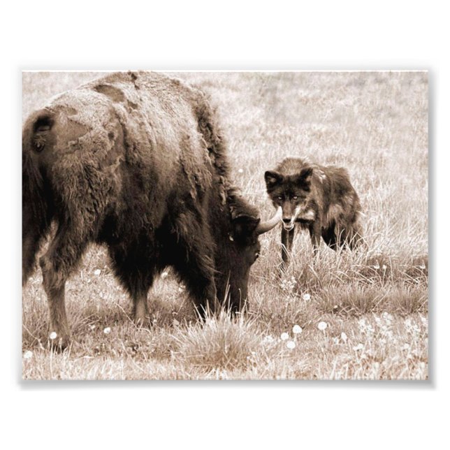 Agressiv bison och svart varg fototryck (Framsidan)