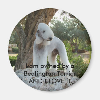Ägs av en Bedlington Terrier Magnet