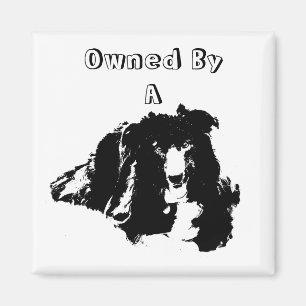 Ägt av en Gräns Collie Cute Hund Magnet