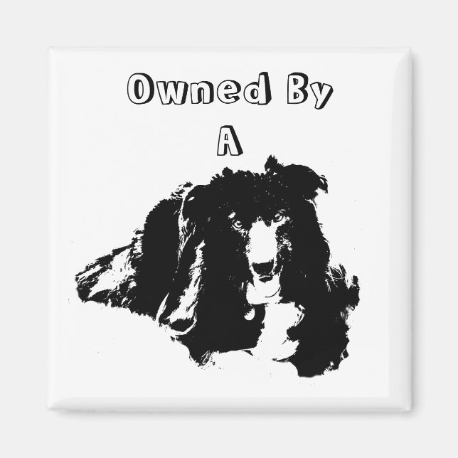 Ägt av en Gräns Collie Cute Hund Magnet (Framsidan)