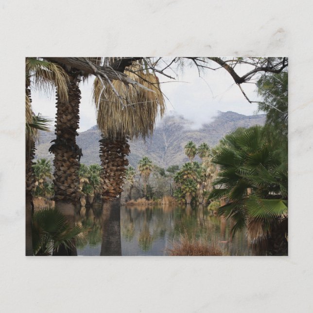 Agua Caliente Park Tucson Az Vykort (Framsida)