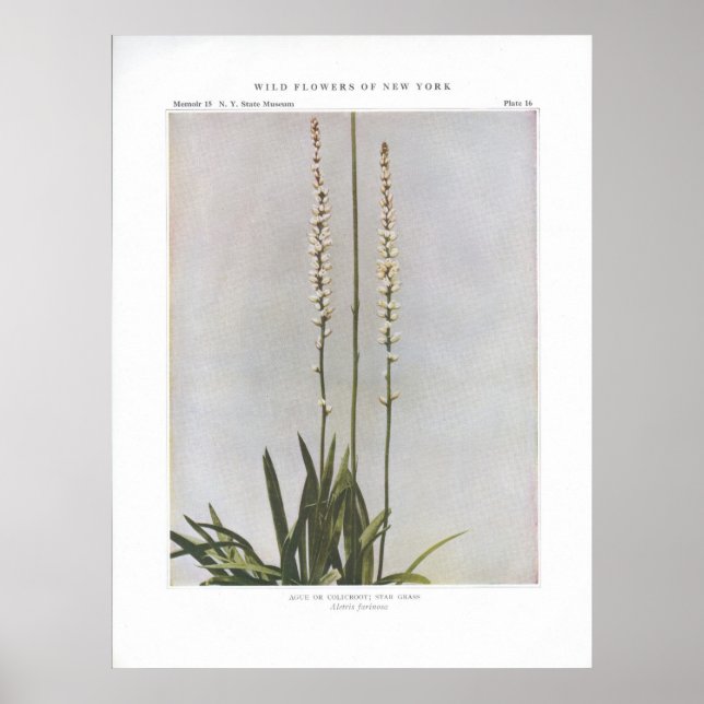 Ague eller colicroot; Star Grass - Aletris farinos Poster (Framsidan)