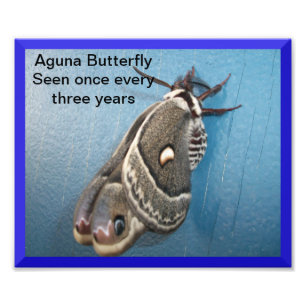 Aguna Butterfly Photo EnUtvidgning Fototryck