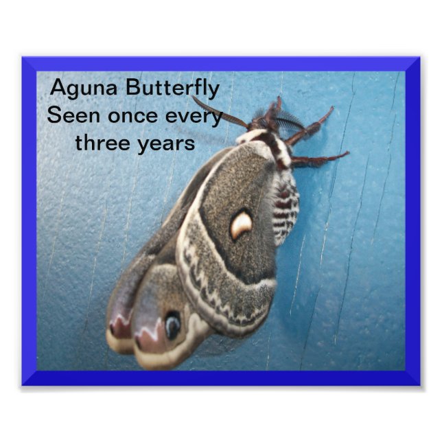 Aguna Butterfly Photo EnUtvidgning Fototryck (Framsidan)