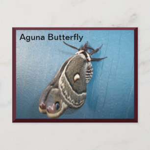 Aguna Butterfly Postcard #2 Vykort