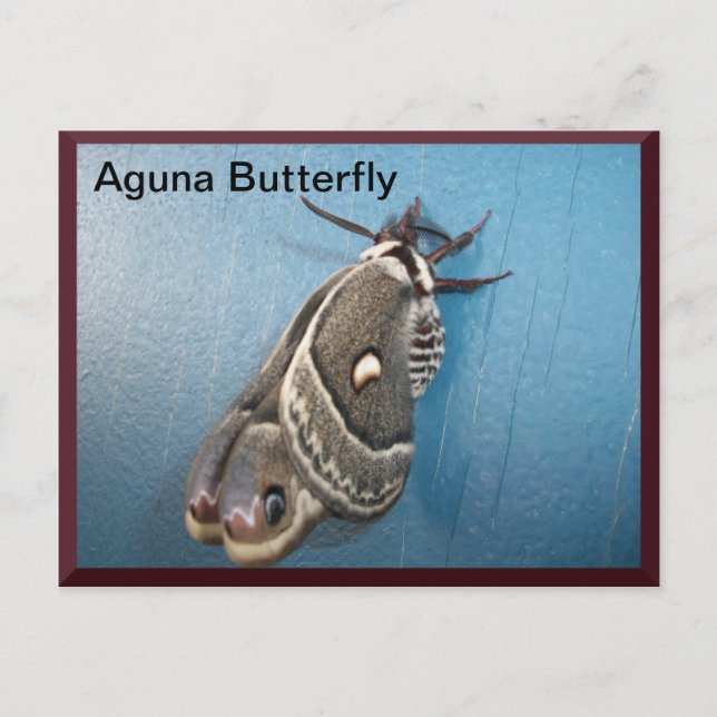 Aguna Butterfly Postcard #2 Vykort (Framsida)