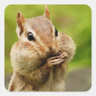 Åh, Cheeky Chipmunk Fyrkantigt Klistermärke
