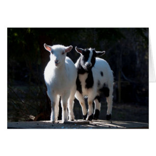 Åh, Cute Nigerian Dwarf Goats Hälsningskort