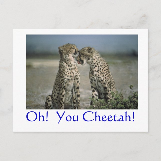 Åh!  Din Cheetah! Vykort (Framsida)