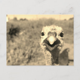 Åh... Hej! -Vykort Vykort