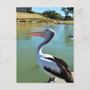 Åh Im A Lycklig Pelican Tra Lah, vykort