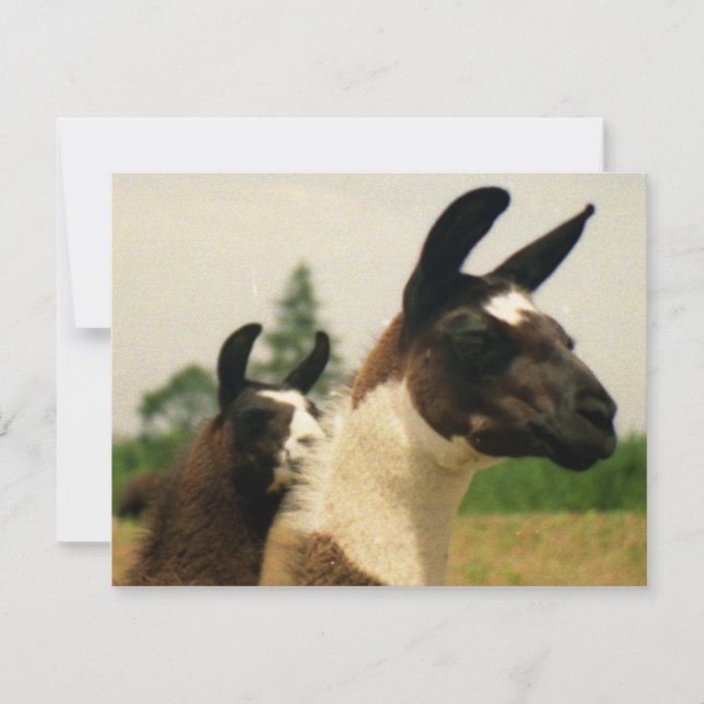 Åh, Laamaaa (Framsida)