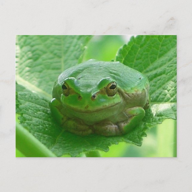 Åh lycklig dag - grönt groda nära vykort (Framsida)