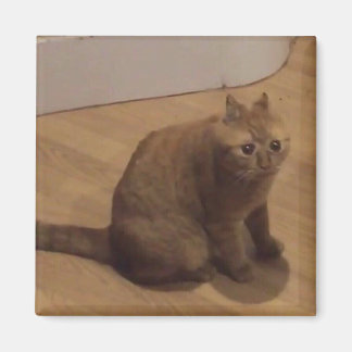 Åh nej pinsamt katt meme magnet