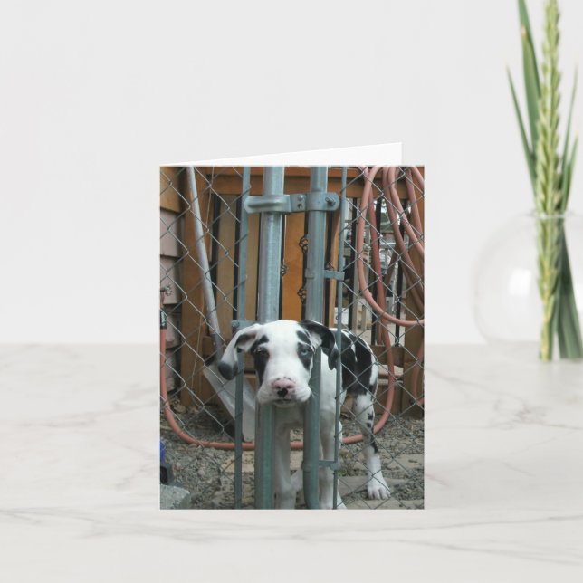 "Åh Pengarar!" Great dane Puppy Kort (Framsida)