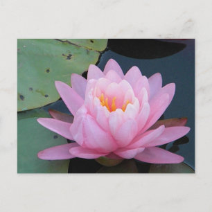 AH- Rosa Vatten Lily Postcard Vykort