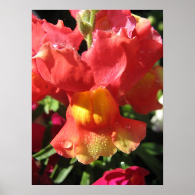 Åh, Snap! Dragon Poster (Framsidan)