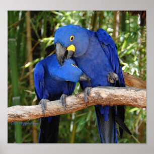 Ahh Höger där Poster