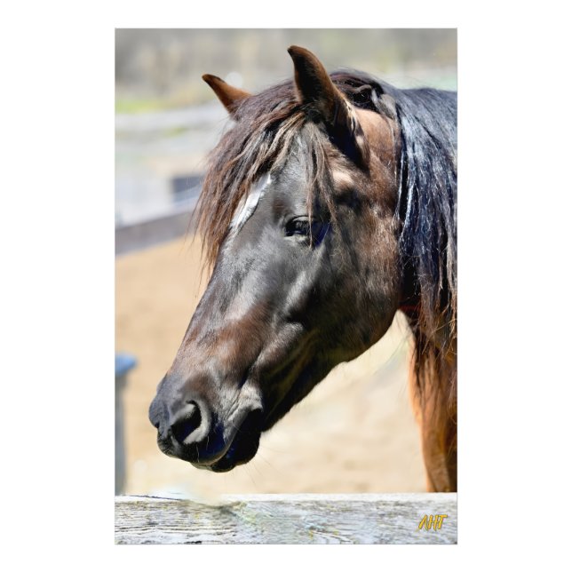 AHT Horse Rädding Fototryck (Framsidan)