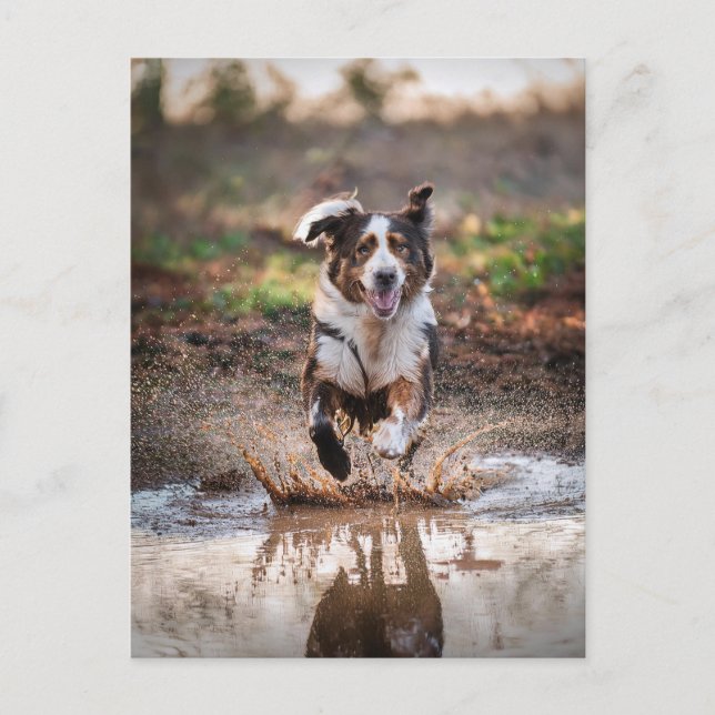 AI Hund Vykort (Framsida)