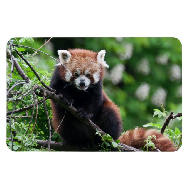 Ailurus fulgens magnet (Horisontell)