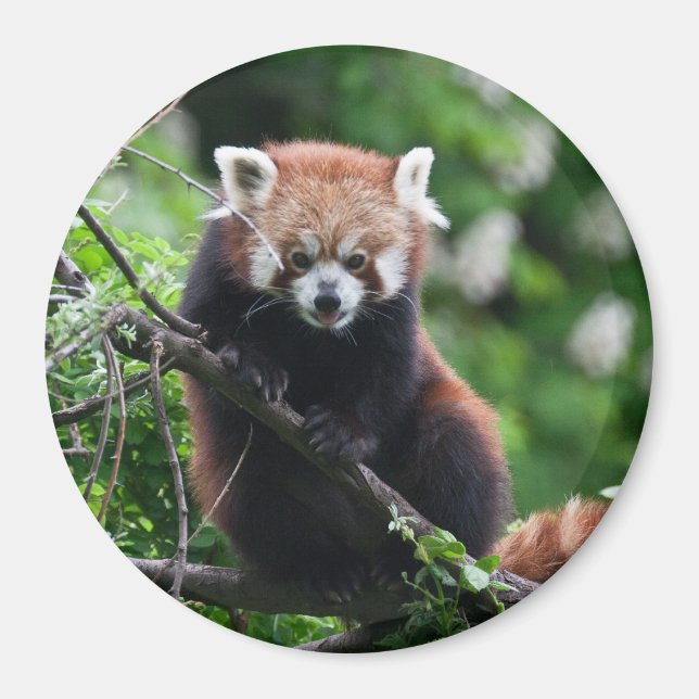 Ailurus fulgens magnet (Framsidan)