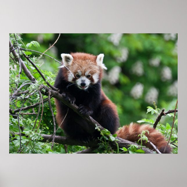 Ailurus fulgens poster (Framsidan)
