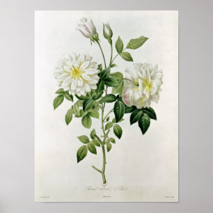 Aime Vibere graverad av Eustache Hyacinthe Poster
