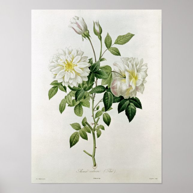 Aime Vibere graverad av Eustache Hyacinthe Poster (Framsidan)