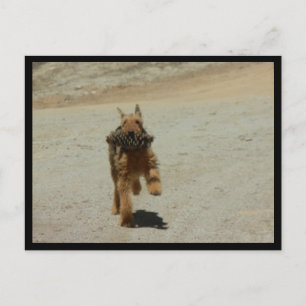 Airedale Hund Vykort