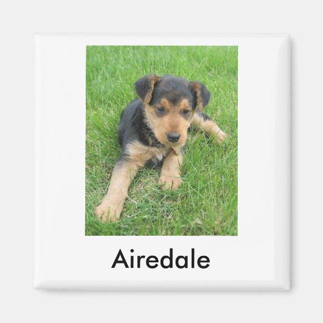 Airedale Puppy Magnet (Framsidan)