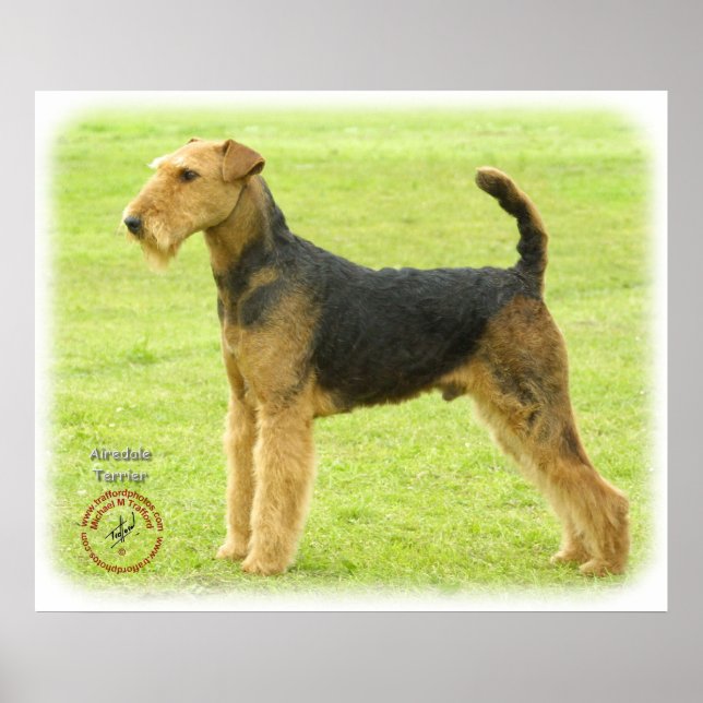 Airedale Terrier 8T092D-16 Poster (Framsidan)