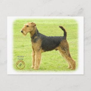Airedale Terrier 8T092D-16 Vykort