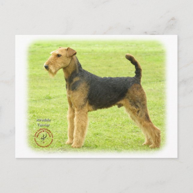 Airedale Terrier 8T092D-16 Vykort (Framsida)