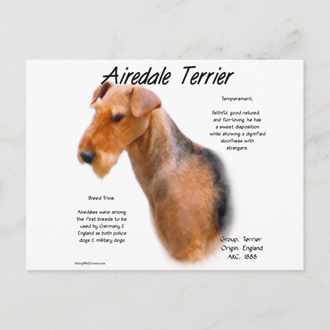 Airedale Terrier Historik Vykort (Framsida)