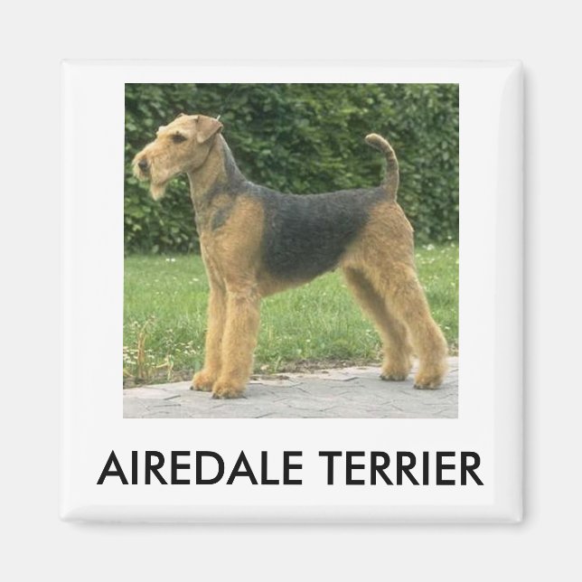 Airedale Terrier Magnet (Framsidan)