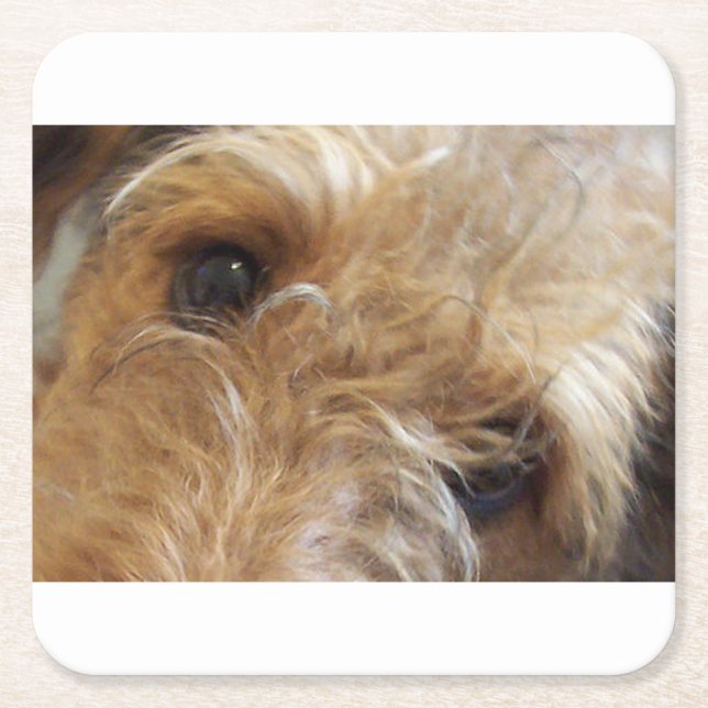 airedale terrier ögon underlägg papper kvadrat (Framsidan)