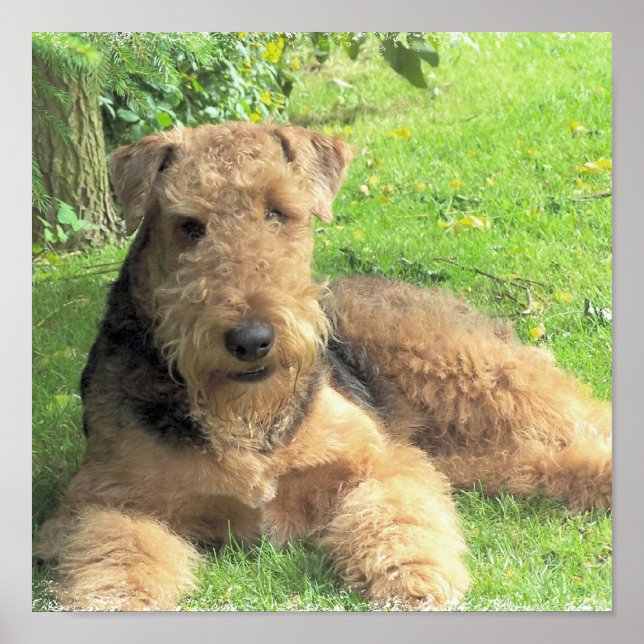 Airedale Terrier Photo Print Poster (Framsidan)