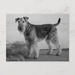 Airedale Terrier Puppy Hund Black & White-vykort Vykort