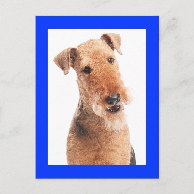 Airedale Terrier Puppy Hund Blue Postcard Vykort (Framsida)